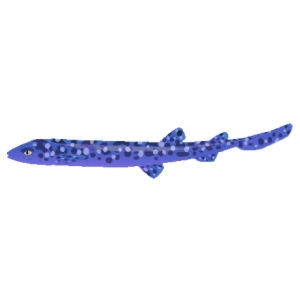 Blue Coral Cat Shark